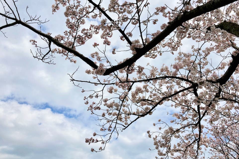浦安のさくら通りの桜並木