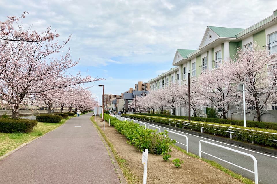浦安のさくら通りの桜並木