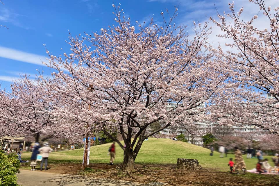 若潮公園の桜のお花見2022